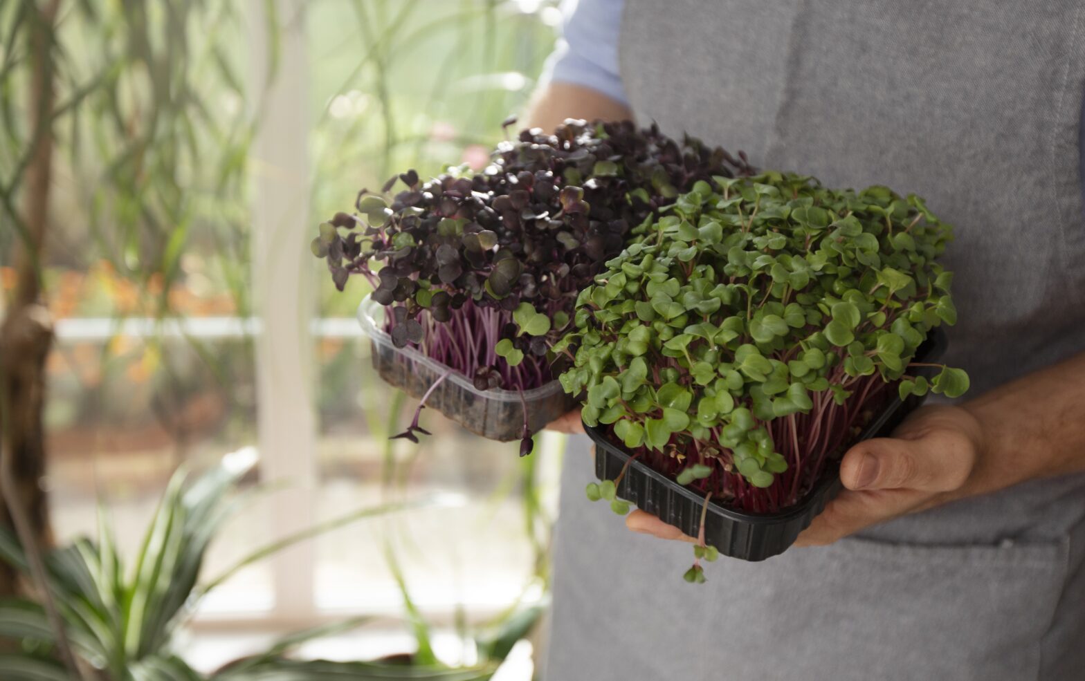 Microgreens growing guide