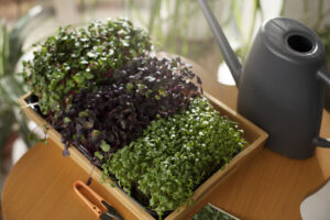 How to grow microgreens