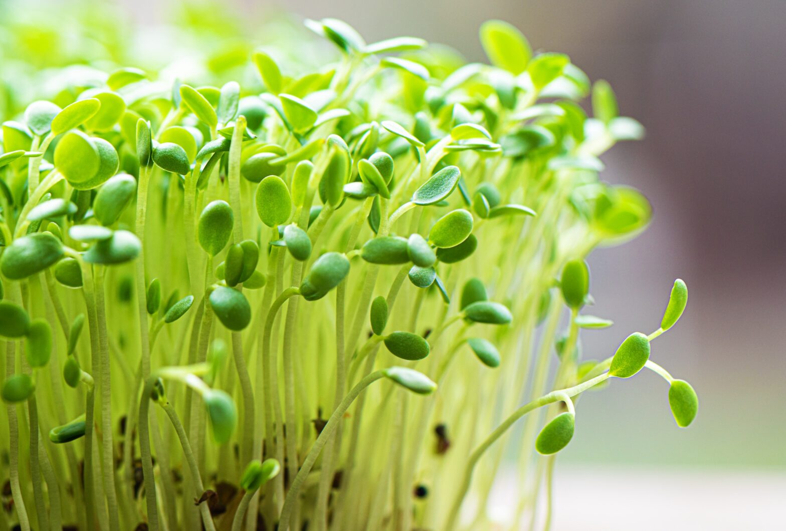 natural immunity booster
