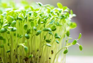 best microgreens for immune system