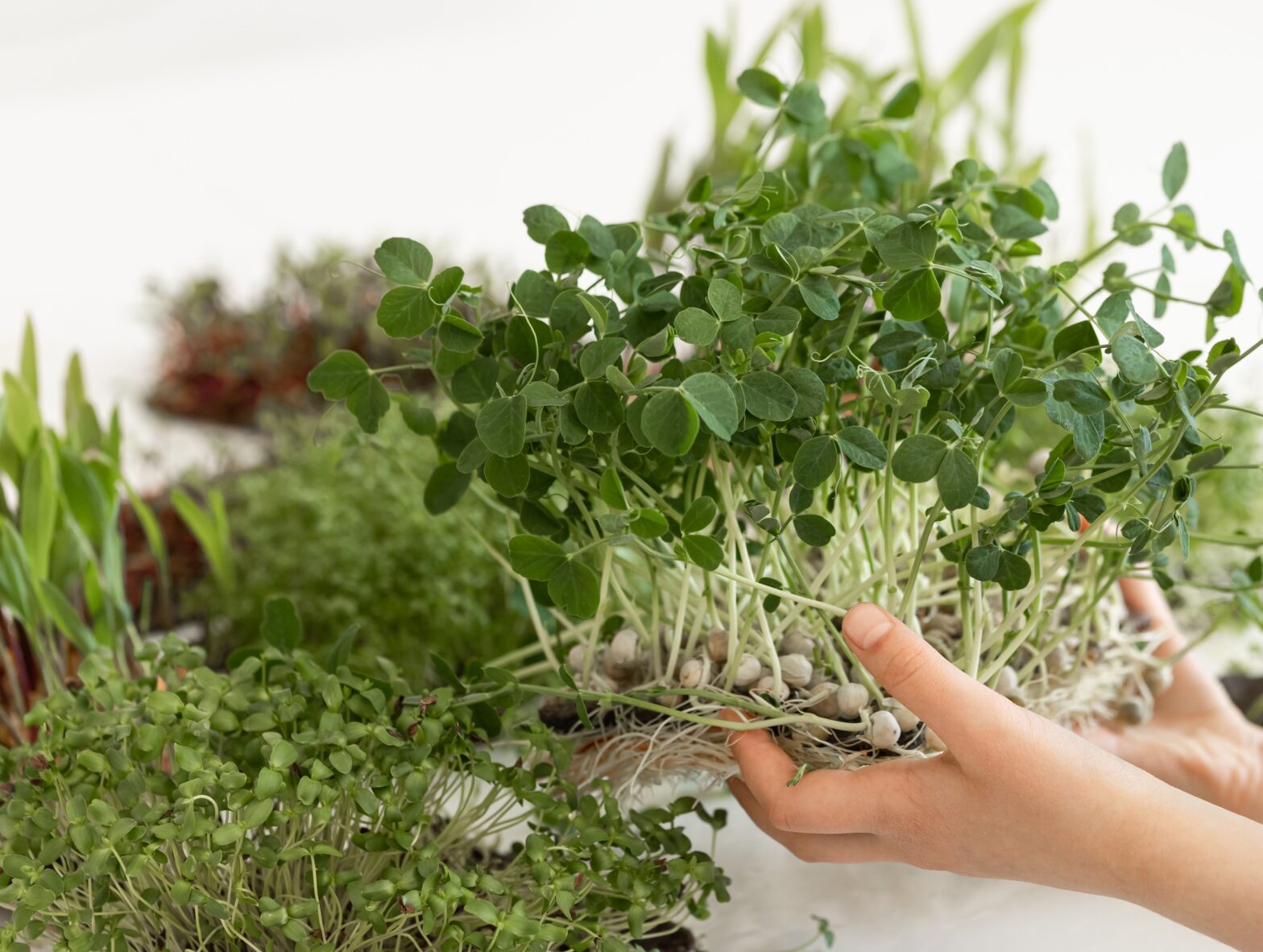 How to Use Microgreens in Indian Cooking and Salads