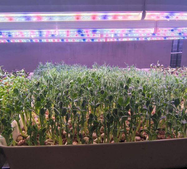Grow Light 4 feet